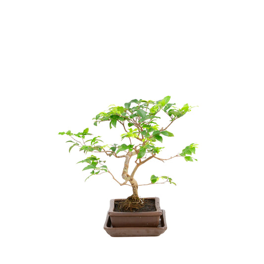 Bonsai Syzygium in vaso marrone 16cm, altezza 28cm