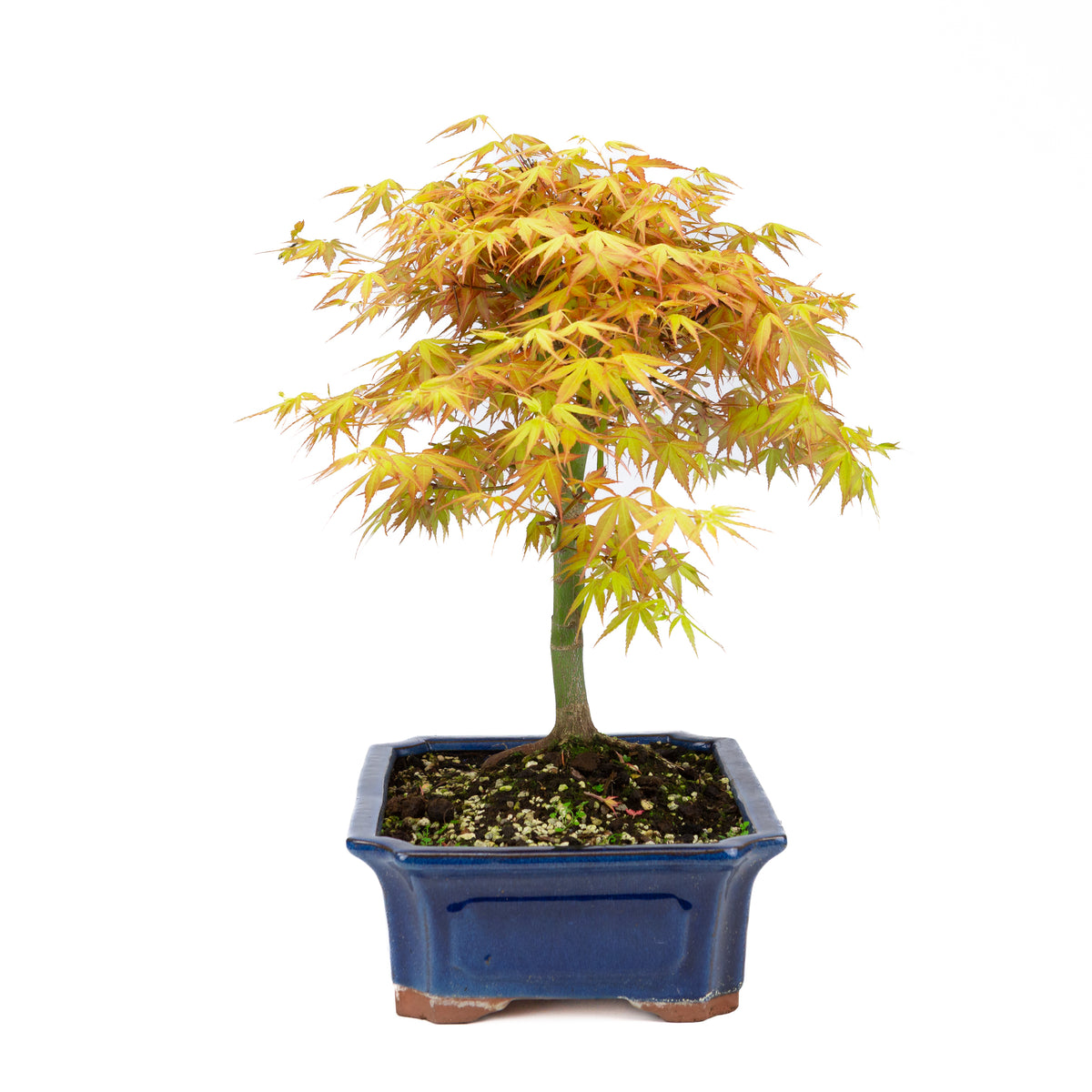 Acer palmatum 'Katsura' (acero giapponese), altezza ~46cm
