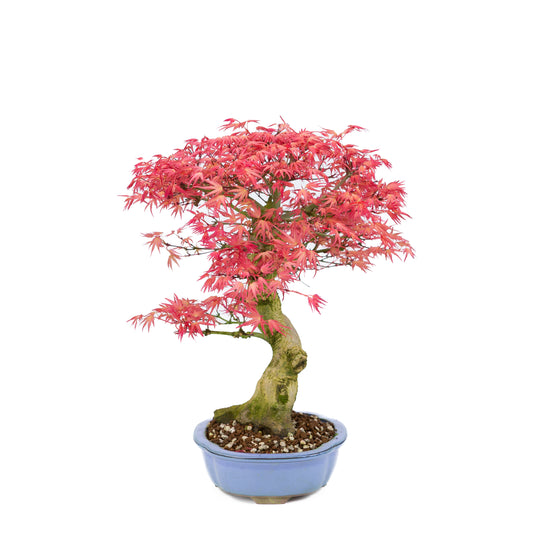 Acer palmatum 'Benichidori' (acero giapponese), altezza ~38cm