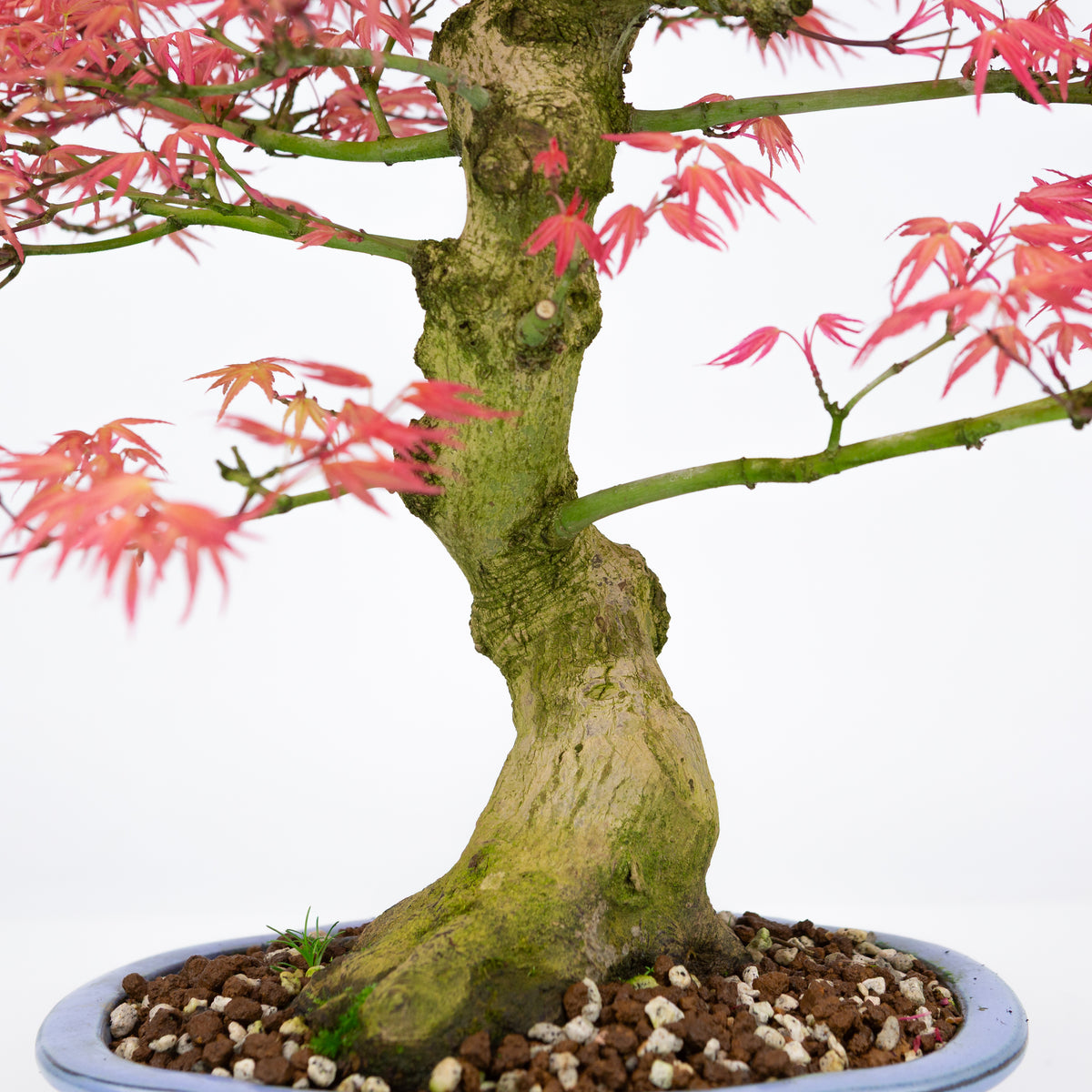 Acer palmatum 'Benichidori' (acero giapponese), altezza ~38cm