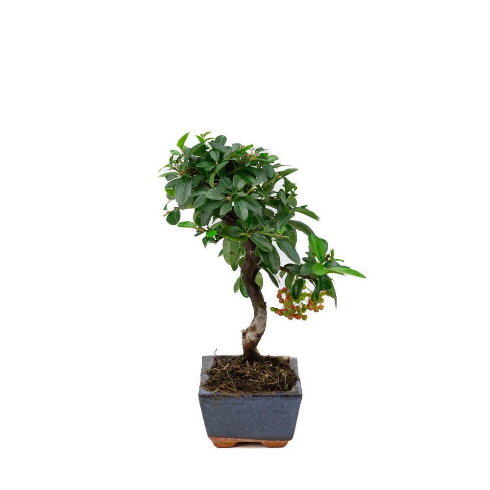 Pyracantha angustifolia vaso rettangolare blu 15cm, altezza ~30cm