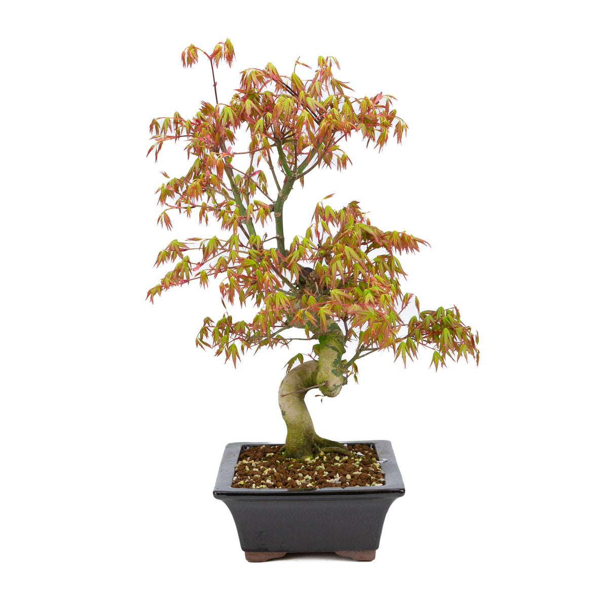 Acer palmatum (acero giapponese), altezza ~47cm
