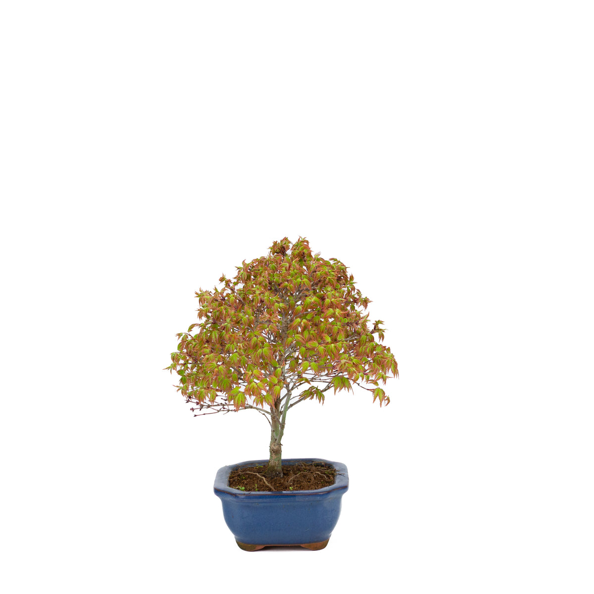 Acer palmatum 'Kiyohime' (acero giapponese), altezza ~28cm