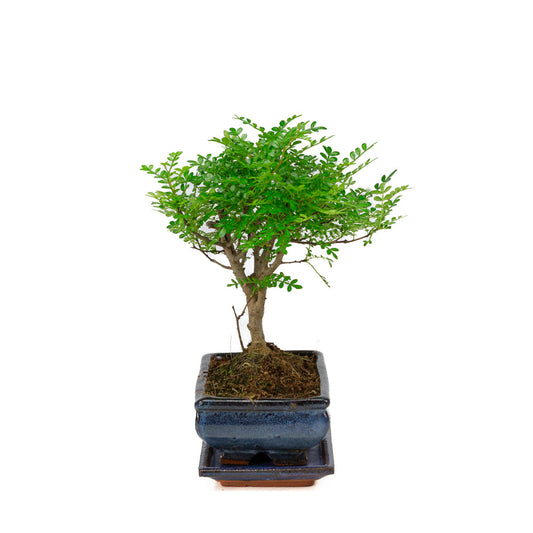 Bonsai di Zanthoxylum piperitum in vaso blu 20cm, altezza ~32cm