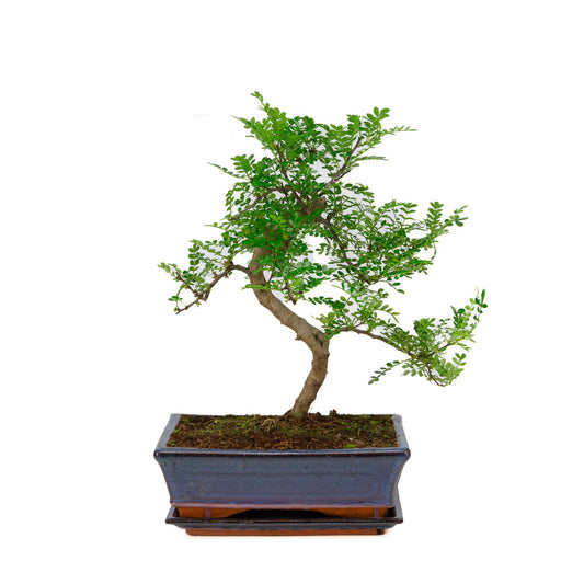 Bonsai di Zanthoxylum piperitum in vaso blu 25cm, altezza ~48cm