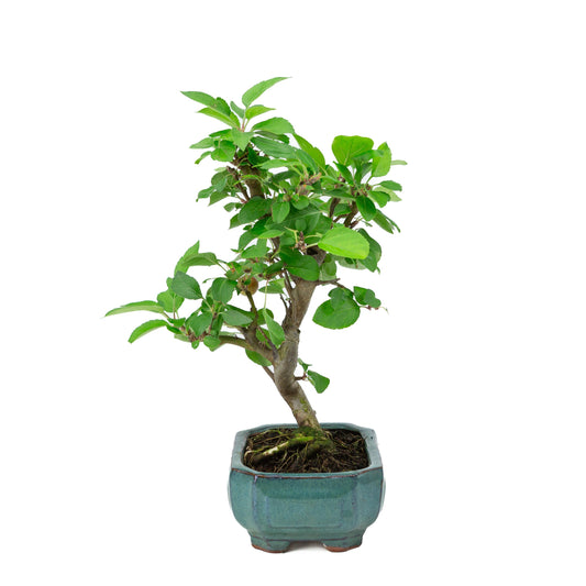 Malus domestica vaso rettangolare verde 16 cm, altezza ~40 cm