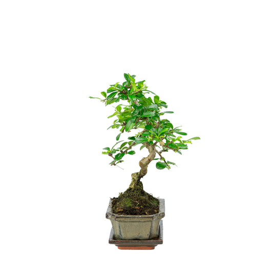 Bonsai Carmona in vaso verde 15cm, altezza ~30cm