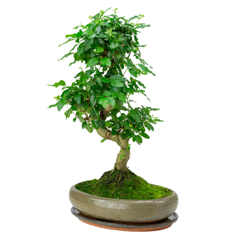 Bonsai Ligustrum sinensis in vaso verde 29cm, altezza ~45cm