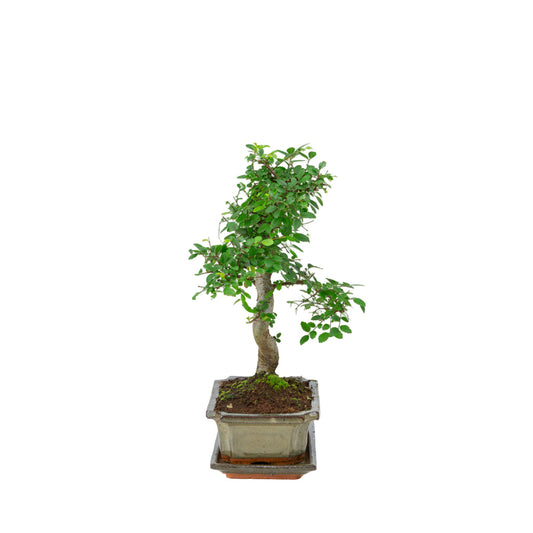 Bonsai Zelkova in vaso verde 20cm, altezza ~35cm