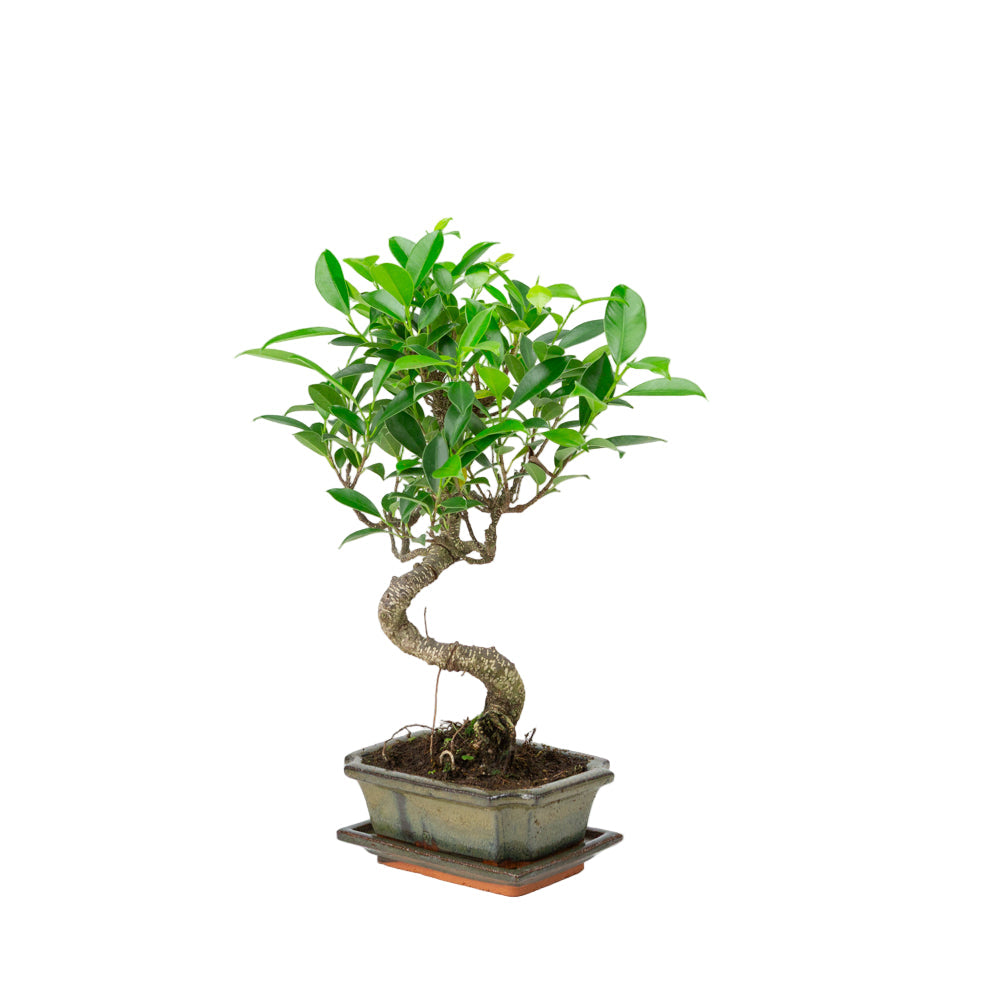 Bonsai Ficus retusa in vaso verde 15cm, altezza ~30cm