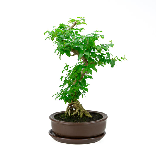 Ligustrum ovalifolium (Ligustro) altezza ~50 cm