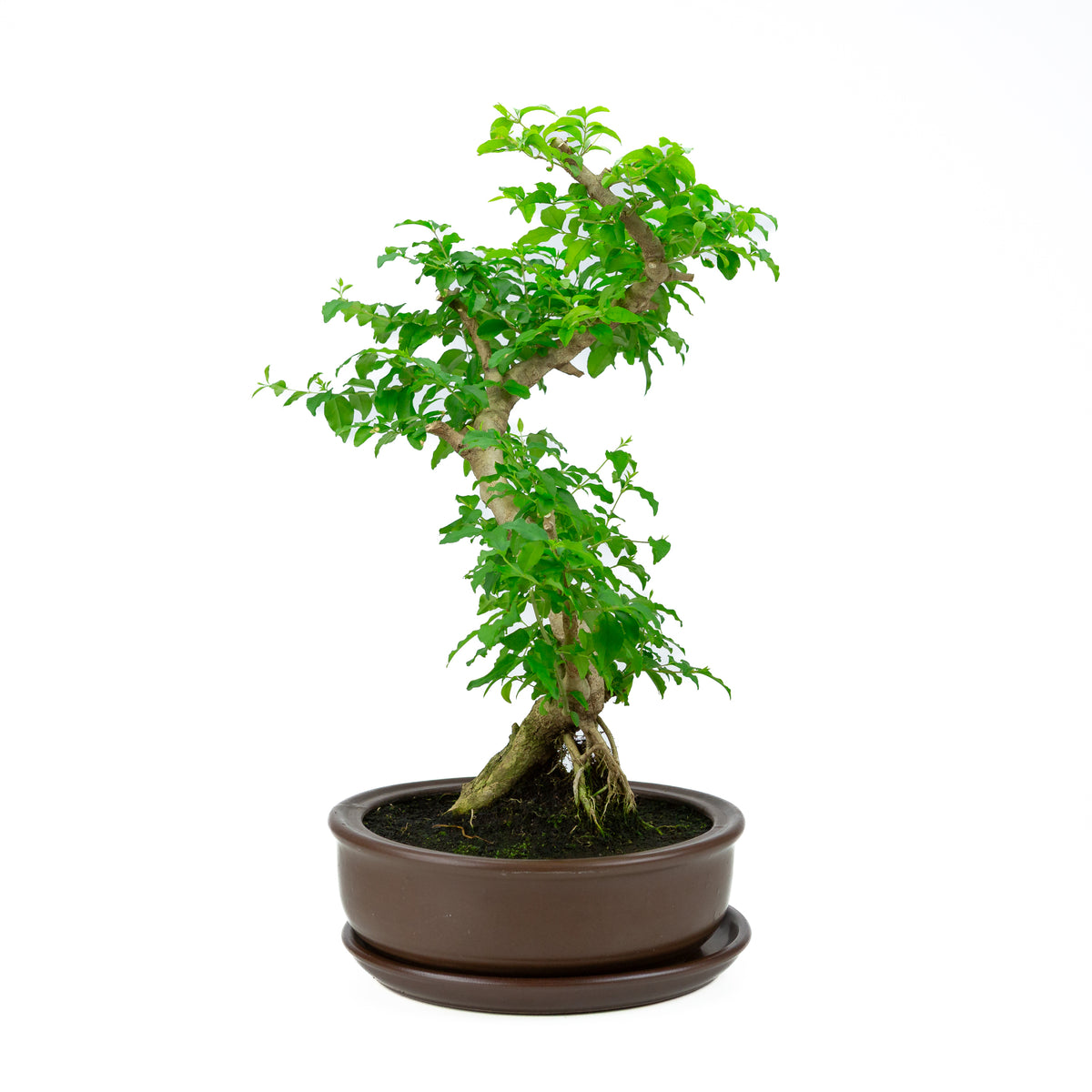 Ligustrum ovalifolium (Ligustro) altezza ~50 cm