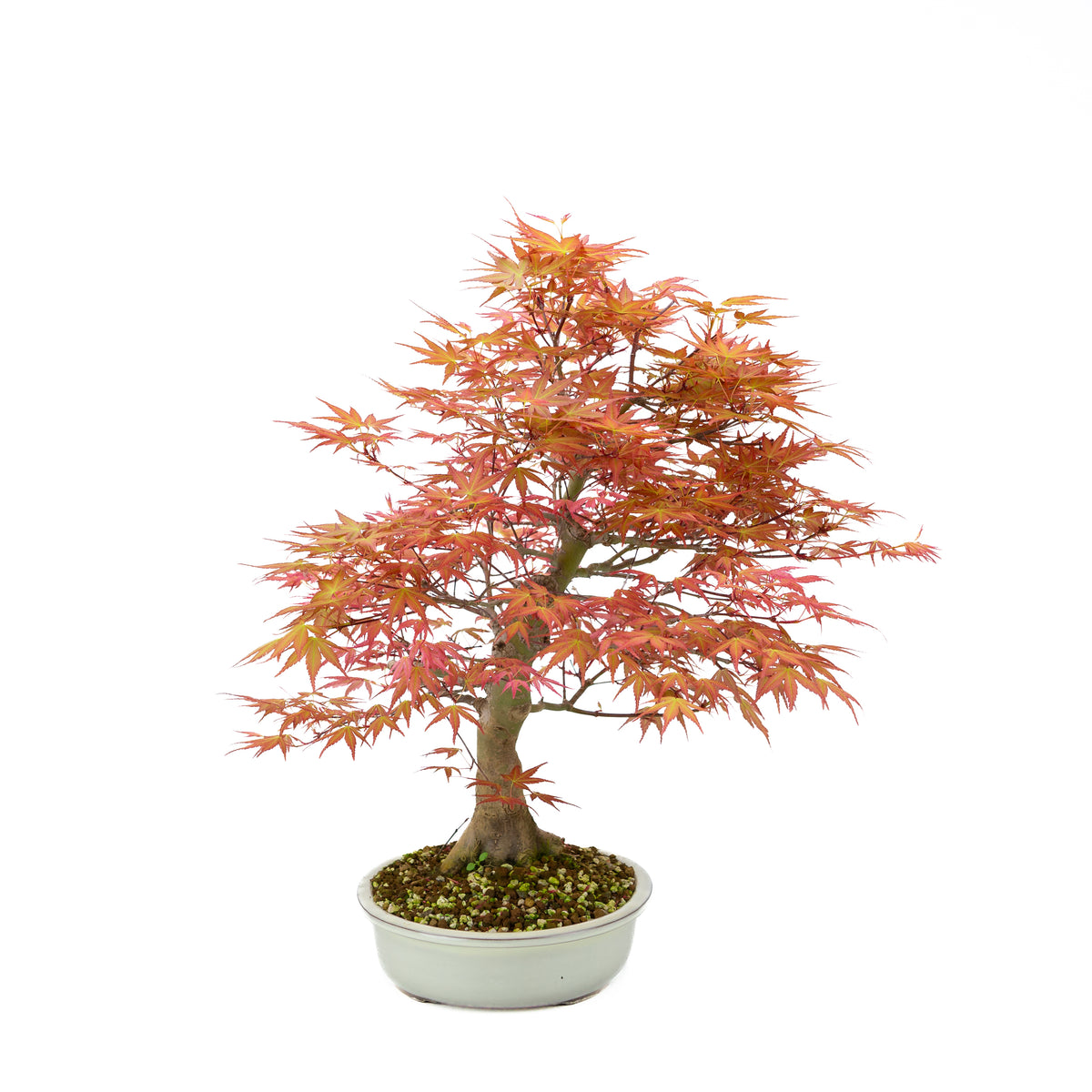 Acer palmatum 'Benichidori' (acero giapponese), altezza ~46 cm
