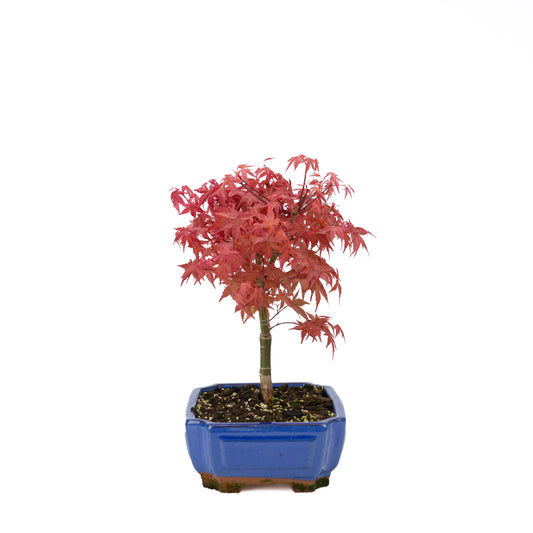 Acer palmatum (acero giapponese) 'Beni Maiko', altezza ~ 40 cm