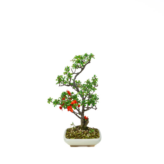 Chaenomeles speciosa (cotogno giapponese), altezza ~38cm