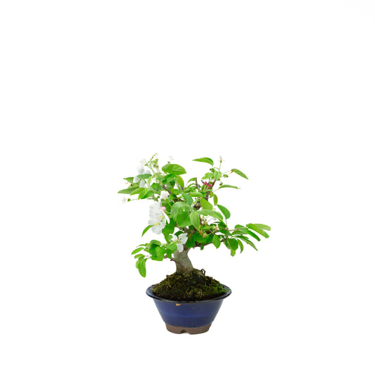 Malus halliana (melo), altezza ~30 cm