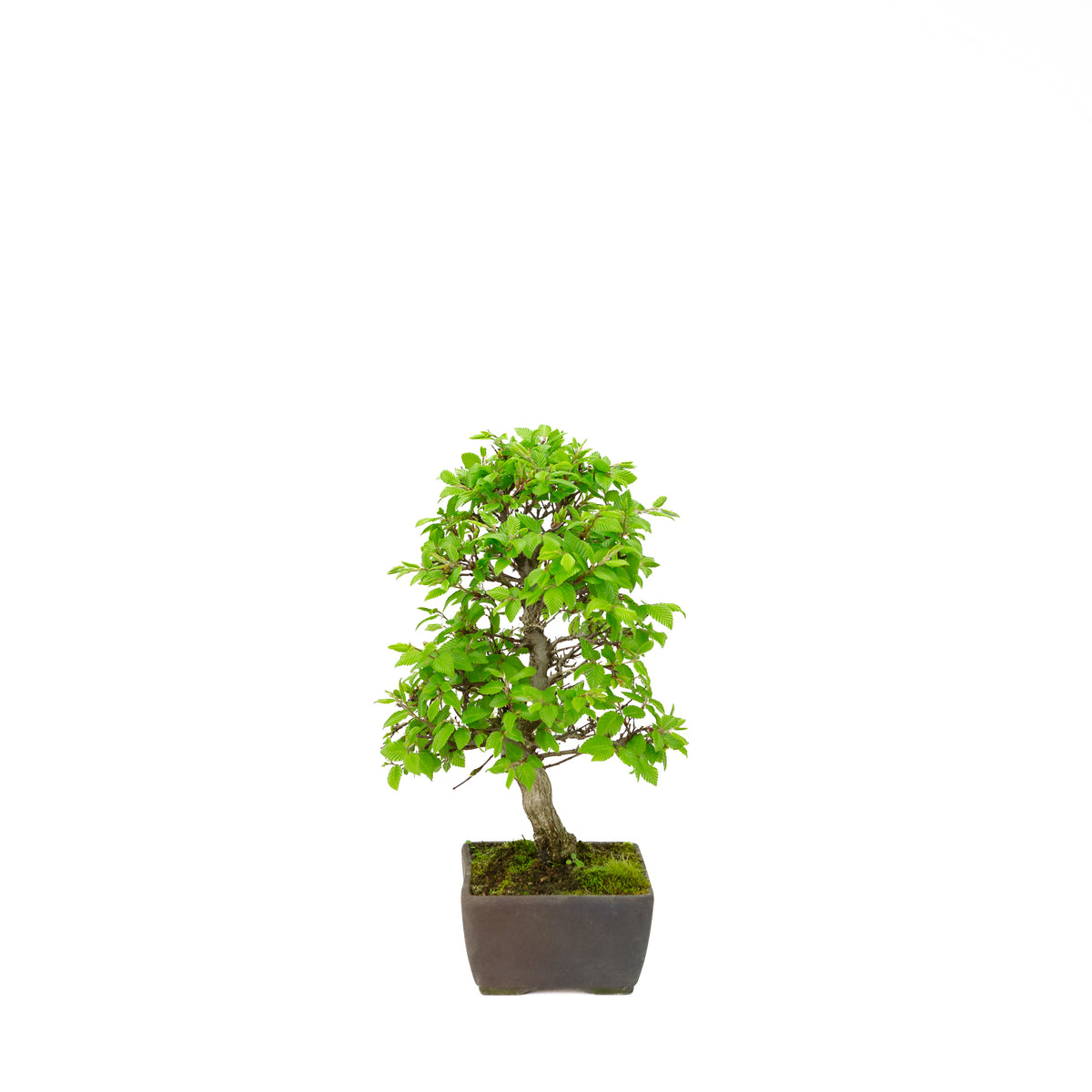 Carpinus coreana (carpino coreano), altezza ~33 cm