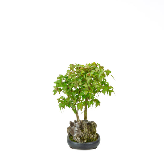 Acer buergerianum (Acero tridente) su roccia, altezza ~34 cm