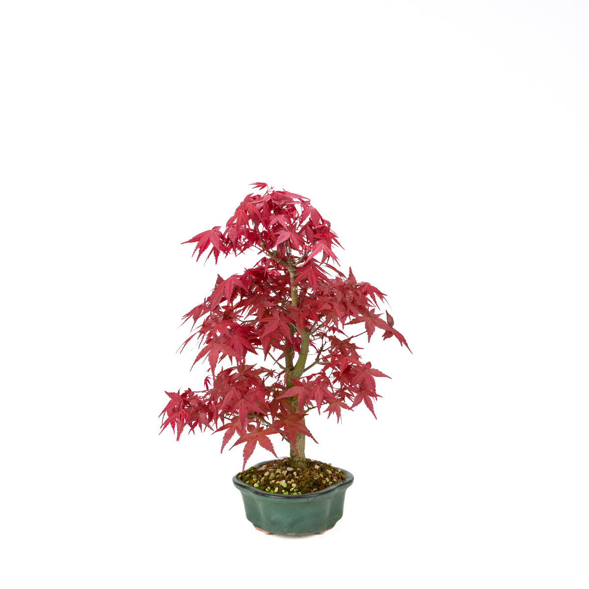 Acer palmatum Deshojo (acero giapponese), altezza ~40 cm