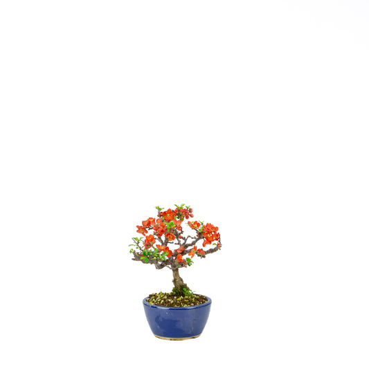 Chaenomeles speciosa (cotogno giapponese), altezza ~22 cm