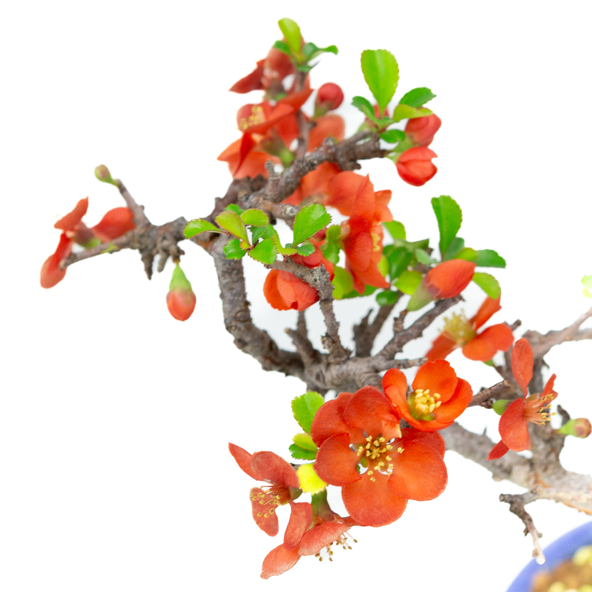 Chaenomeles speciosa (cotogno giapponese), altezza ~22 cm