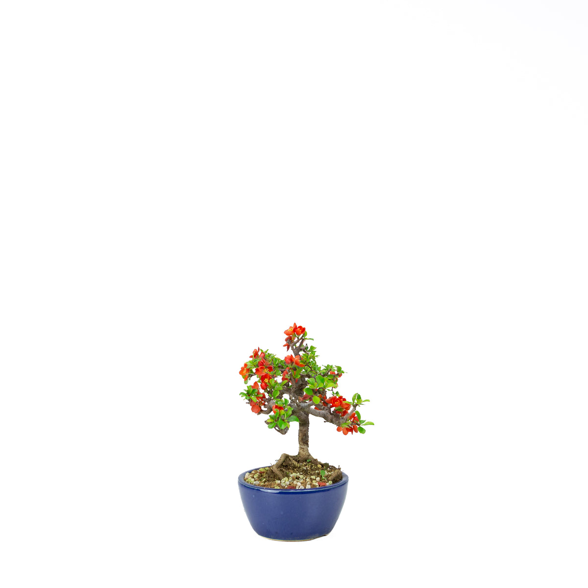 Chaenomeles speciosa (cotogno giapponese), altezza ~22 cm
