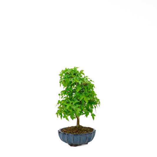 Acer buergerianum (Acero tridente), altezza ~34 cm