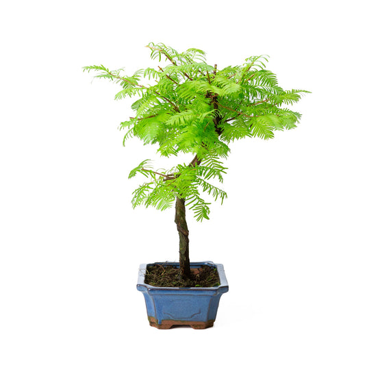 Metasequoia glyptostroboides vaso 19cm, altezza ~40cm