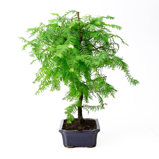 Metasequoia glyptostroboides vaso 24cm, altezza ~53cm
