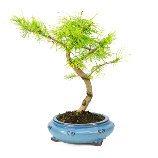 Pseudolarix forma in vaso rotondo blu 23cm, altezza ~38cm