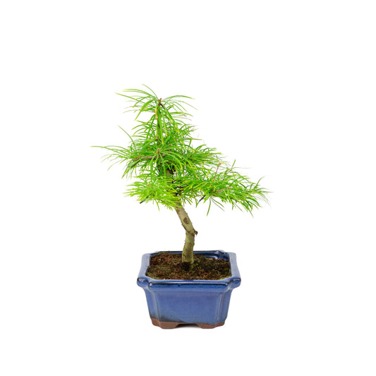 Pseudolarix amabilis in vaso blu 20cm, altezza ~40cm