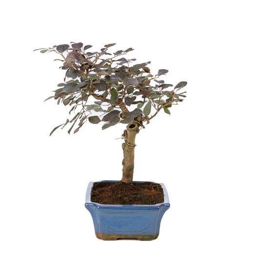 Bonsai di Loropetalum rubra in vaso blu 24 cm, altezza ~40 cm