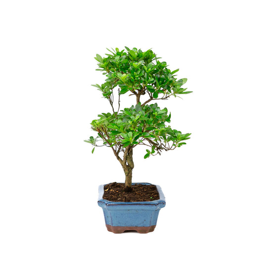 Rhododendron indicum forma a S vaso blu 18cm, altezza ~36cm