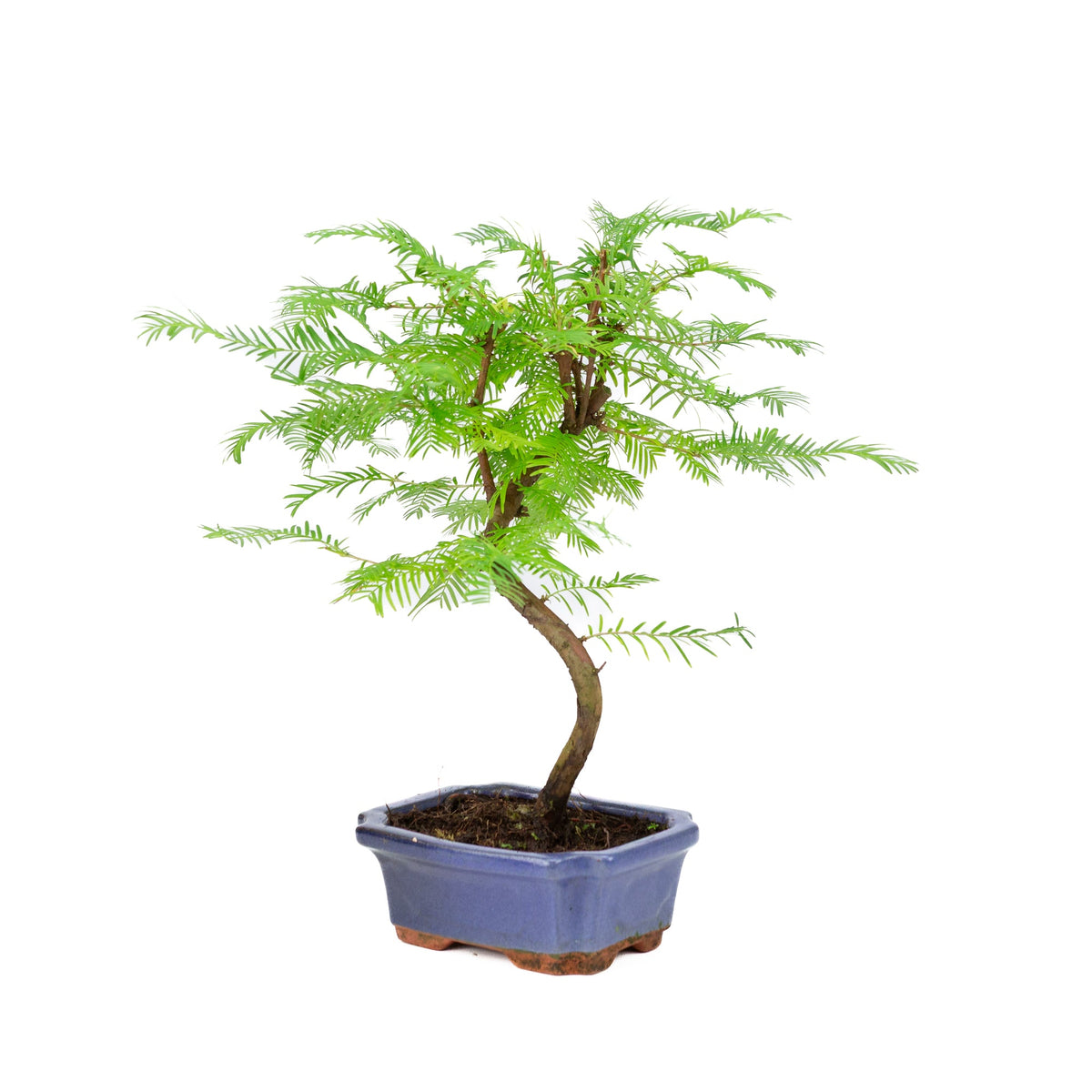 Metasequoia glyptostroboides vaso 15cm, altezza ~35cm