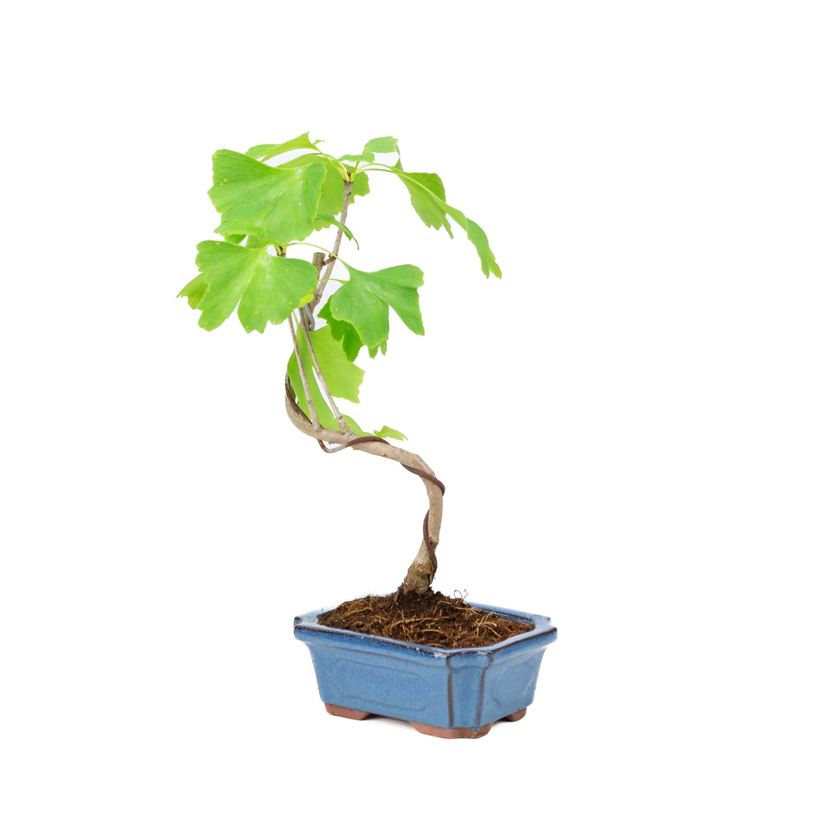 Ginkgo biloba (albero dei ventagli) vaso rettangolare blu 15cm, altezza ~32cm