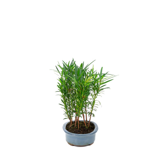Gruppo di Podocarpus macrophylla in vaso ovale da 20 cm, altezza ~35 cm