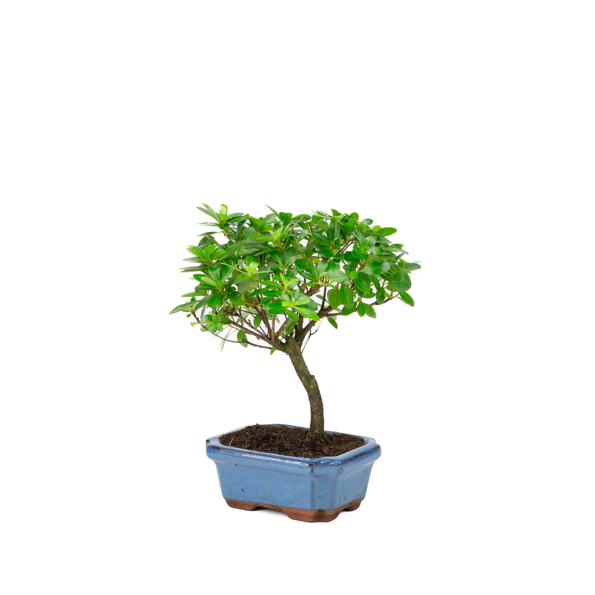 Rhododendron indicum forma a scopa, vaso blu 15cm, altezza ~27cm
