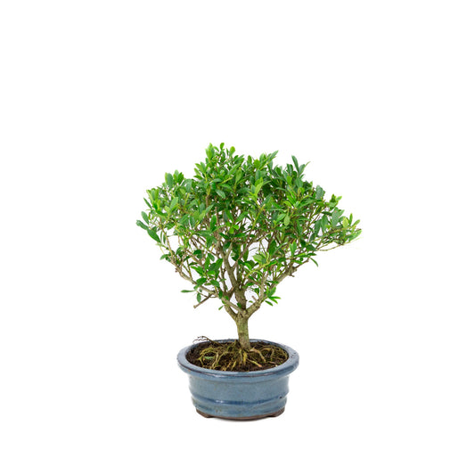 Bonsai di Ilex crenata (Agrifoglio giapponese) in vaso blu 18cm, altezza ~25cm