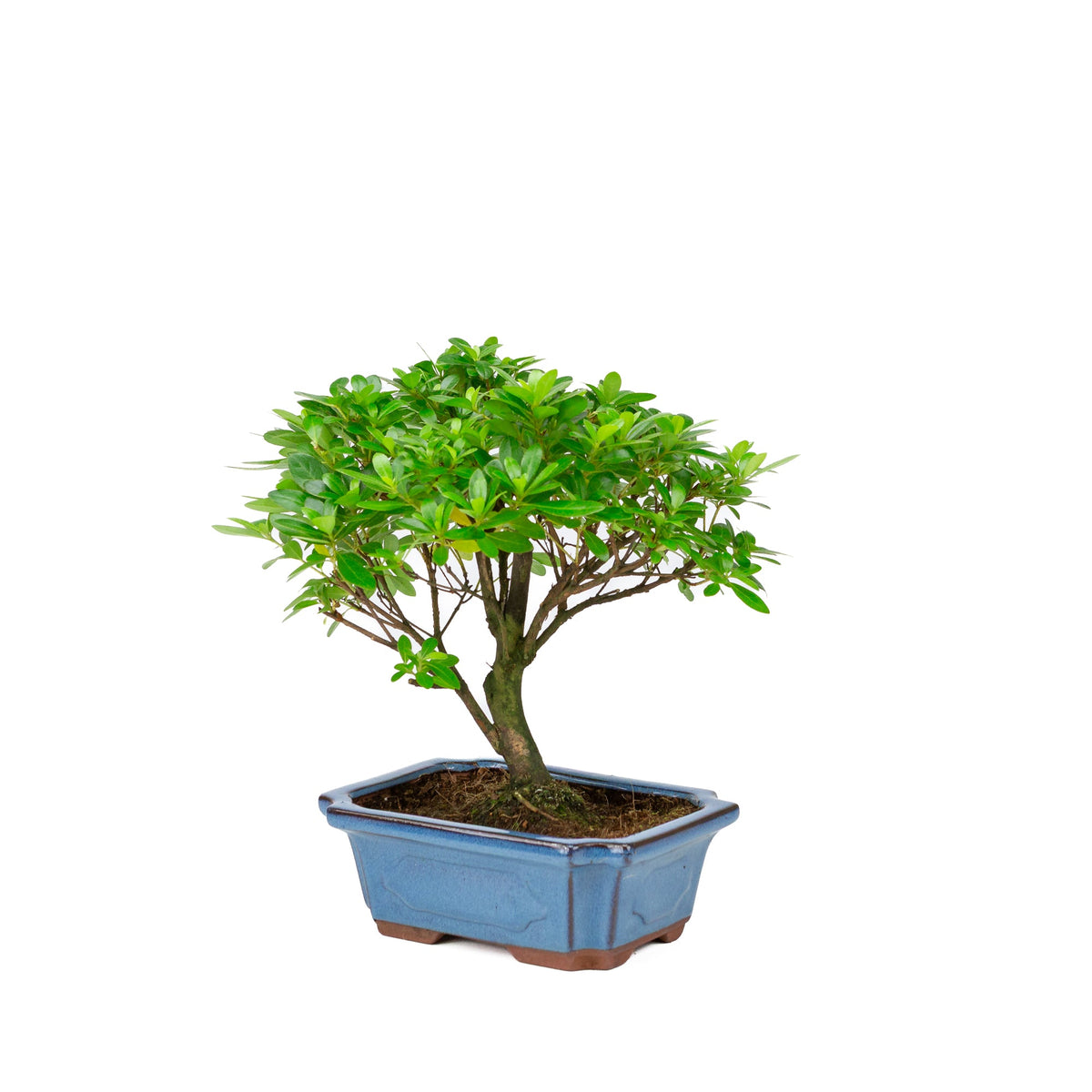 Rhododendron indicum forma a scopa vaso blu 18cm, altezza ~36cm