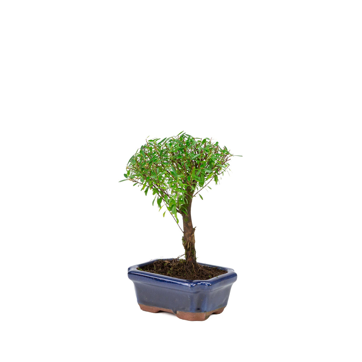 Syzygium buxifolium vaso blu 15 cm, altezza ~25 cm