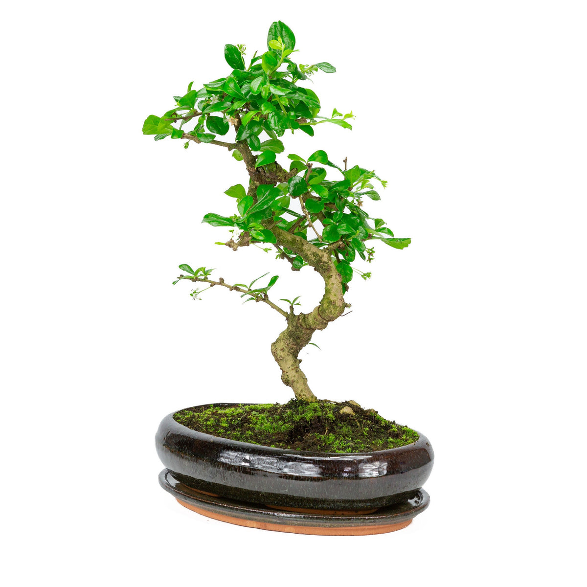 Binnen Bonsai Carmona macrophylla shape groene ovale pot 29cm, hoogte ~45cm