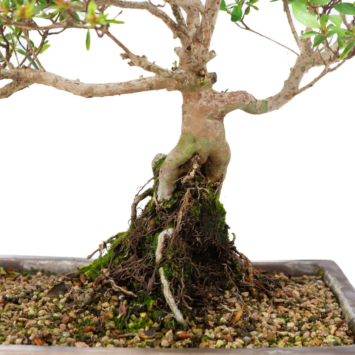 Buiten Bonsai Rhododendron indicum ongeglazuurde rechthoekige pot 25cm, hoogte ~41cm