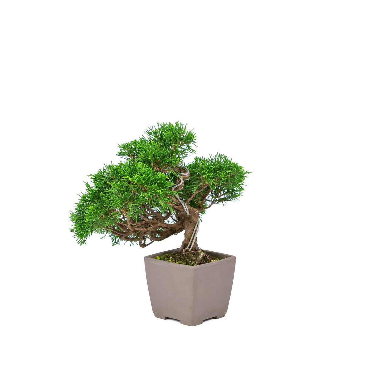 Buiten Bonsai Juniperus chinensis 'Itoigawa' ongeglazuurde vierkant 9cm, hoogte ~25cm