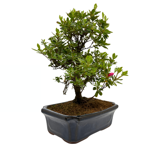 Rhododendron indicum (azalea satsuki), altezza ~40cm