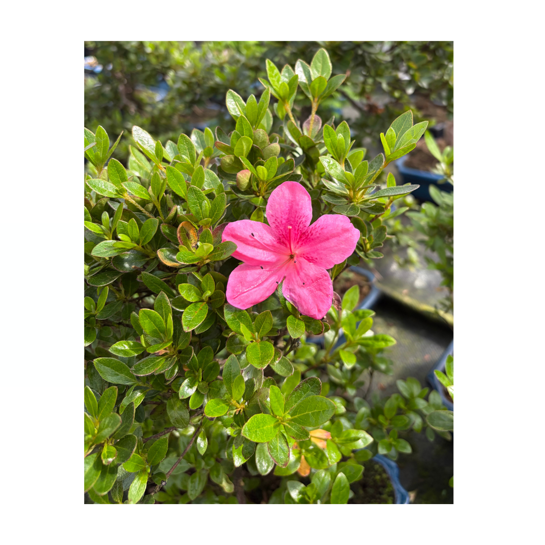 Rhododendron indicum (azalea satsuki), altezza ~40cm