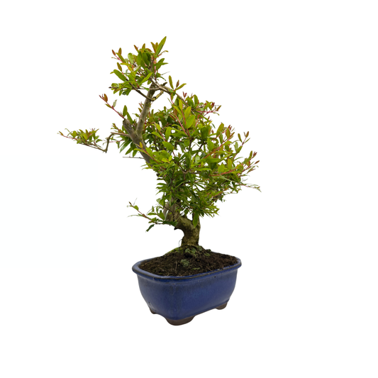 Punica granatum (melograno), altezza ~35cm