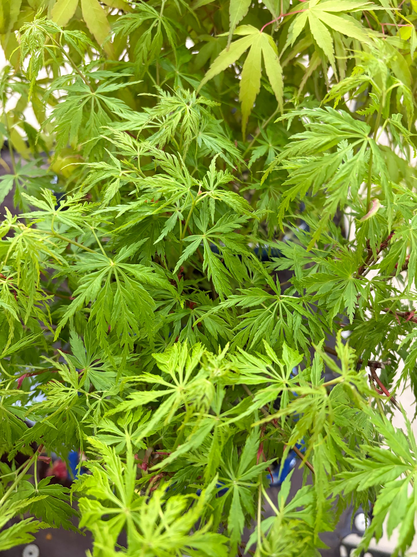 Acer palmatum 'Seiryu' (acero giapponese), altezza ~39cm