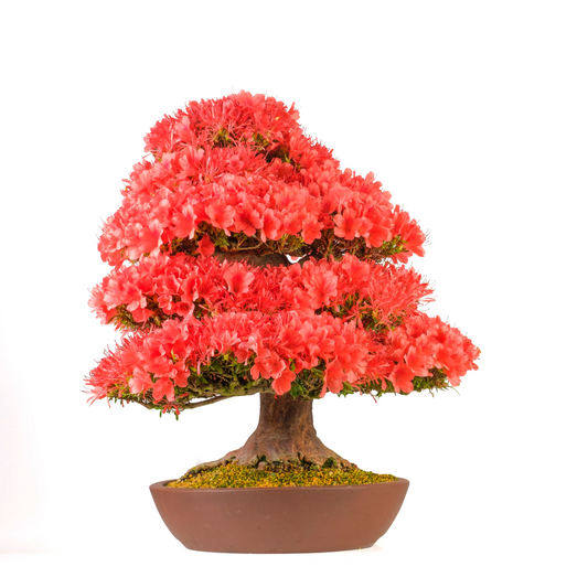 Rhododendron indicum 'Kinsai' (Azalea) n. 107, altezza ~74 cm