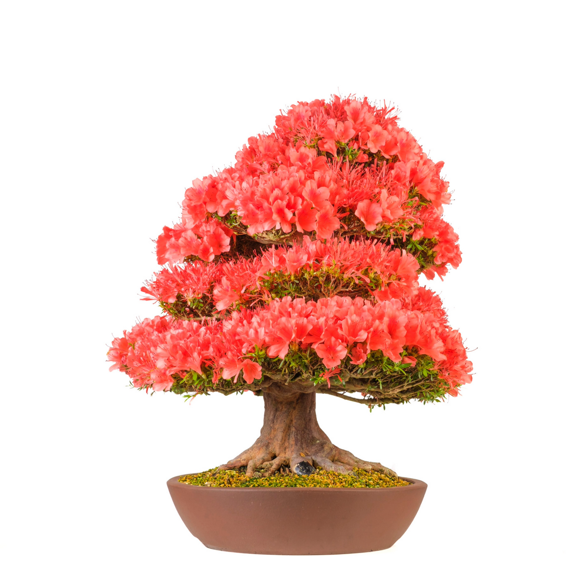 Rhododendron indicum 'Kinsai' (Azalea) n. 107, altezza ~74 cm