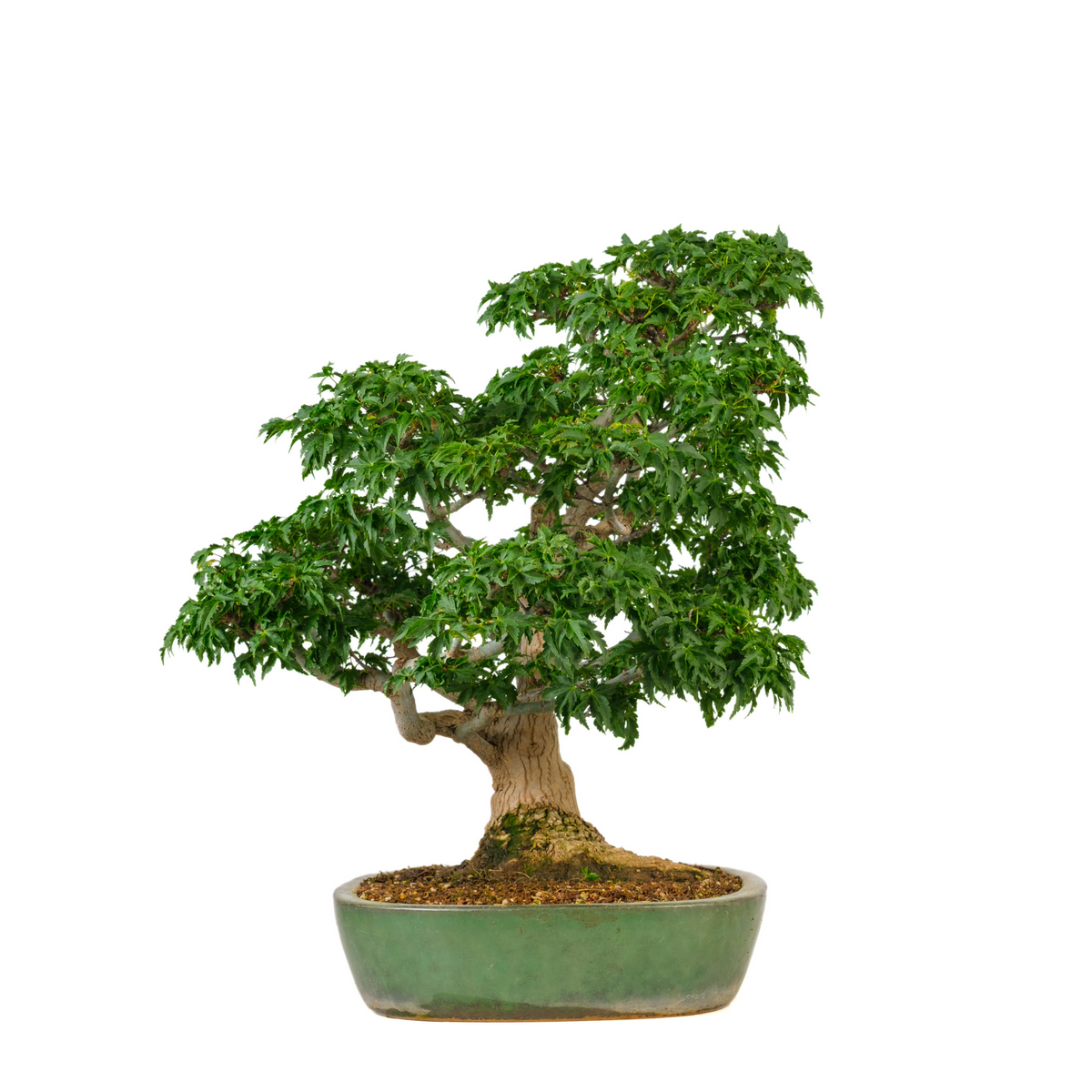 Acer palmatum 'Shishigashira' (Acero giapponese) N. 110, altezza ~57cm